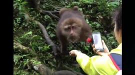 Quick monkey steals tourist's phone