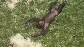Young bonobo has fun sliding down a hill