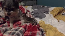 Dog And Wild Bunny Getting To Know Each Other