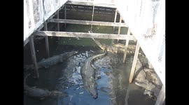 Crocodile feeding time at a zoo in Hungary