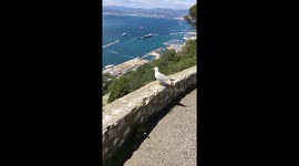 Seagull take off in slow motion.