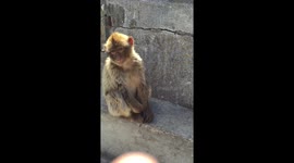 Giving a baby monkey a drink of water