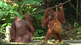 Wild Orangutans feeding in Malaysia