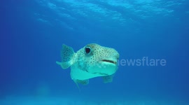 Curious puffer fish