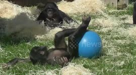 Bonobo Youngsters Having A Ball