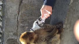Baby monkey sips water from man's bottle