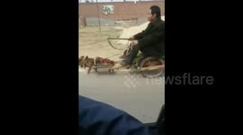 Little dog pulls man in cart