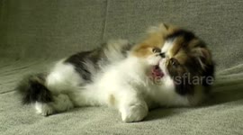 Cutest Persian Chinchilla kittens