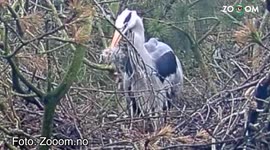 Spine-shivering moment heron decides to eat its own young