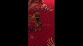 Dog walks through casino like a human