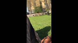 Dog jumping for a branch