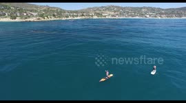 Paddleboarders encounter friendly gray whales off California coast