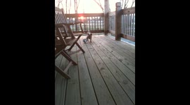 Cute puppy dribbles football