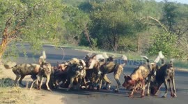 This pack of wild dogs killing a kudu is nature at its most savage