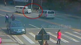 Cattle intrudes into busy road being shot dead by Special Weapons and Tactics Team