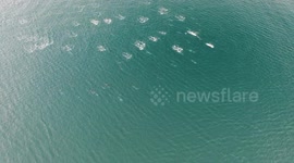 Pacific White Sided Dolphins.  Taken by Drone.