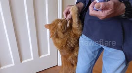 Our cat loves his dreamies