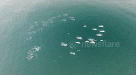 Graceful pod of dolphins swim off Japanese coast
