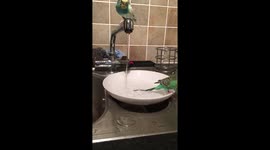 Budgie bath time!