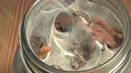 It's feeding time for pet tarantulas