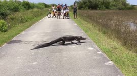 Alligator kills and eats soft-shell turtle in the middle of a road