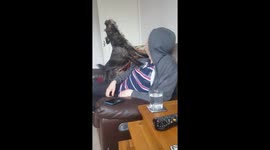 This dog howls like a wolf