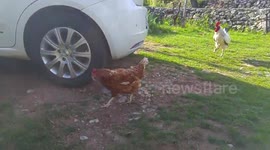 Hungry chicken eats glass snake