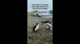 Penguin Chick Turns To Photographer For Protection