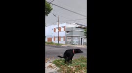 Dog Squats In Wind Storm