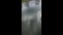 Florida Alligator and Turtles .fresh water life…