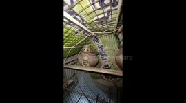 Bird vs cobra fight record