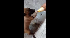 Adorable clip shows puppy carrying baby goat to eat from bottle