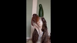 Very patient cocker spaniel balances cucumber on its head
