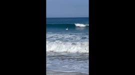 Incredible moment swan catches wave like pro surfer in Spain