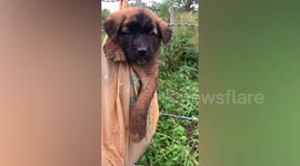 Kind passerby rescues puppy hanging from barbed wire fence