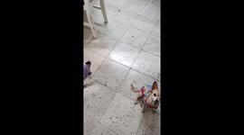 My Chihuahua dog stands up when asked and smile me while i am talking.