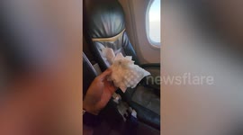 Mucky air! Shocked passenger shows why you should never wear shorts on planes