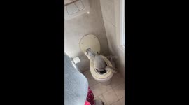 Cat takeover: Skyler's bathroom coup in Liguria, Italy