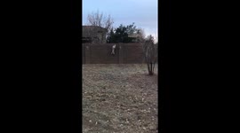 Video captures miniature Australian Shepherd's surprising fence jumping skills