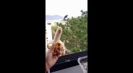 Vibrant encounter: feeding wild parrots in Caracas with fresh banana