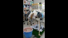 Staff's dedication: nurturing a paralyzed red-crowned crane in Kushiro, Japan
