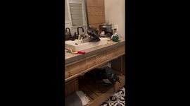 Pet owner baffled by their raccoon's unusual obsession with tampons