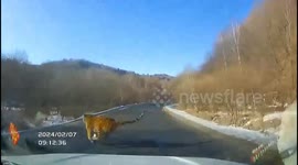 Motorist narrowly avoids collision with Siberian tiger crossing road in northern China