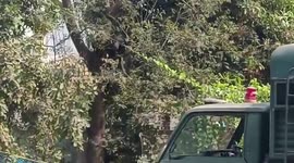 Sloth bear sparks chaos running across road in India