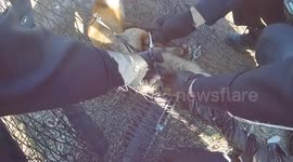 Police officers save trapped fox at local high school in Pennsylvania