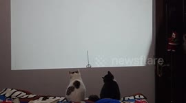 Playful pounce: feline fiasco with animated projection in Anhui, China