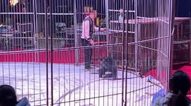 Outrage erupts as bear cub dragged to ground in circus escape attempt in China
