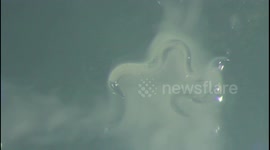 A new species of nematode are identified in Riverside, USA, promising pest control breakthrough