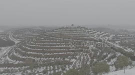 Oil Tea Base After Snow in Suizhou, China