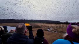 Thousands of starlings take to sky to delight birdwatchers with stunning murmuration in Leighton Moss